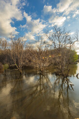 Sumba, Indonesia – 07. 07. 2025 – Not far from Waingapu city center, the dried-up mangrove trees look beautiful bathed in the late afternoon sun, their shadows reflected on the seawater