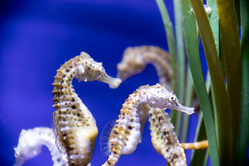 hippocampe	dans un aquarium