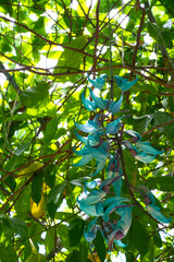 翡翠葛　ヒスイカズラ