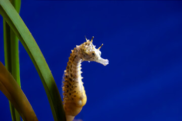 hippocampe	dans un aquarium