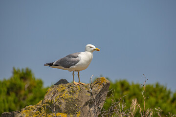 mouette posé sur un rocher en bord de mer	