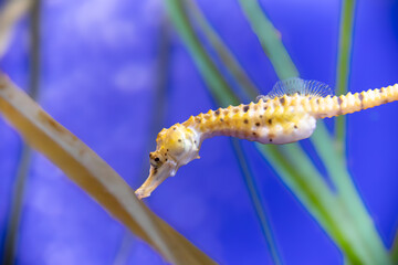 hippocampe	dans un aquarium