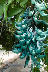 翡翠葛　ヒスイカズラ