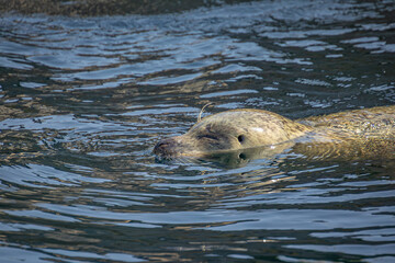 Fototapeta premium phoque à la surface de l'eau, en gros plan