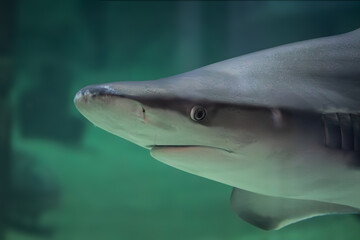 Naklejka premium requin, en gros plan, dans un aquarium 