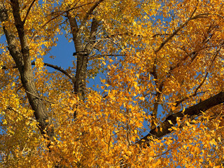 Autumn yellow foliage