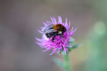 Eine Baumhummel auf einer Distelblüte.