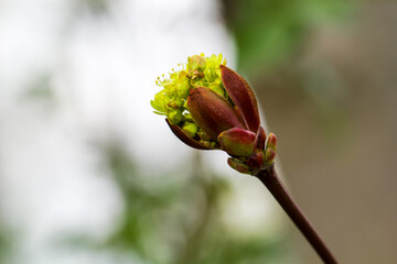 Junge Triebe eines Ahorn.