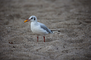 Fototapeta premium Eine Lachmöwe, Möwe am Strand.