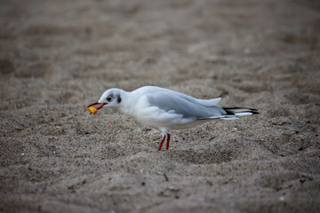Eine Lachmöwe, Möwe am Strand.