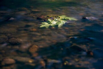Leaves in a flowing river