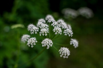 Delicate White Flowers in Nature