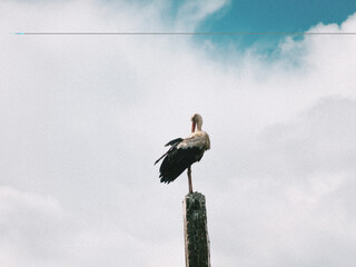 stork in the nest © Никита Щечка