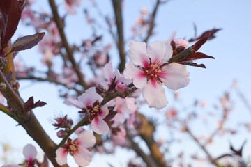 Beautiful Pink Peach Blossoms in a Garden, Pink Peach Flowers Blooming on Peach Tree, Beautiful peach flowers close up - as background, Flowering branch of fruit flower closeup