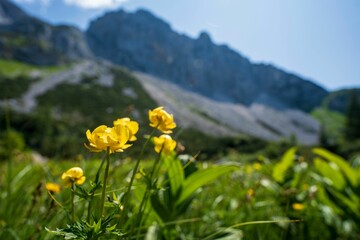 Obraz premium Wet meadow in Kalkalpen National Park, Austria