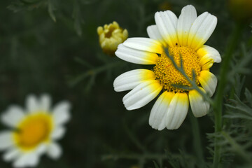 White Yellow Crown Daisy, Close-up of a white and yellow crown daisy flower, blooming in nature, Close-up shot of beautiful White yellow Crown Daisy flower (Chrysanthemum coronarium), Crown Daisy,