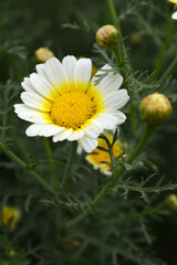 Obraz premium White Yellow Crown Daisy, Close-up of a white and yellow crown daisy flower, blooming in nature, Close-up shot of beautiful White yellow Crown Daisy flower (Chrysanthemum coronarium), Crown Daisy,