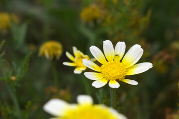 Fototapeta premium White Yellow Crown Daisy, Close-up of a white and yellow crown daisy flower, blooming in nature, Close-up shot of beautiful White yellow Crown Daisy flower (Chrysanthemum coronarium), Crown Daisy,