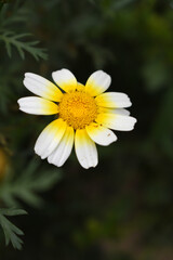 Obraz premium White Yellow Crown Daisy, Close-up of a white and yellow crown daisy flower, blooming in nature, Close-up shot of beautiful White yellow Crown Daisy flower (Chrysanthemum coronarium), Crown Daisy,
