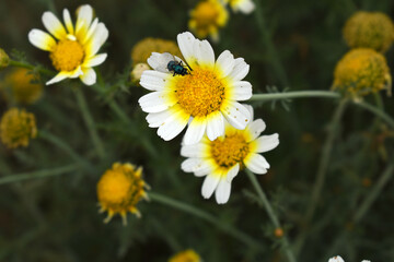 Fototapeta premium White Yellow Crown Daisy, Close-up of a white and yellow crown daisy flower, blooming in nature, Close-up shot of beautiful White yellow Crown Daisy flower (Chrysanthemum coronarium), Crown Daisy,