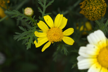 Bright Yellow Crown Daisy, Close-up of a Bright yellow crown daisy flower, blooming in nature, Close-up shot of beautiful yellow Crown Daisy flower (Chrysanthemum coronarium), Crown Daisy,