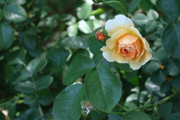 花の女王