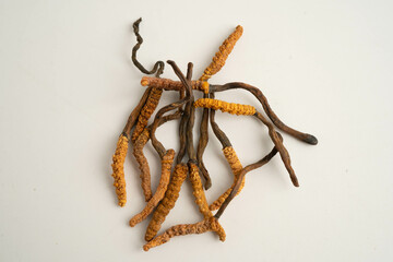 Cordyceps sinensis or Ophiocordyceps sinensis isolated on white background, mushroom herb treatment medicine.