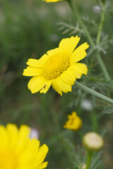Bright Yellow Crown Daisy, Close-up of a Bright yellow crown daisy flower, blooming in nature, Close-up shot of beautiful yellow Crown Daisy flower (Chrysanthemum coronarium), Crown Daisy,
