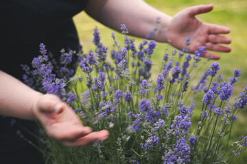 Person holding a bunch of vibrant purple lavender flowers in the hands. Close-up of hands gently...