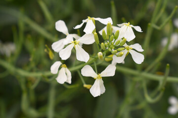 Beautiful white Radish Flower. Radish flower bloom. Closeup radish flower with green leaves in the spring, also known by its common name Virginia stock. Radish flower blooming in nature
