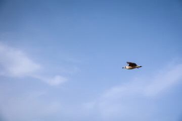 Portrait von Ardeola ralloides (Rallenreiher) auf Kreta.