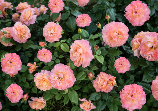 German floral bush rose Augusta Louise