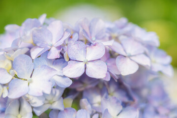 紫陽花のクローズアップ – 柔らかな光に包まれて