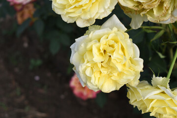 Beautiful white yellow rose flower closeup in garden, A very beautiful white yellow rose flower bloomed on the rose tree, Rose flower closeup, bloom flowers, Natural spring flower floral background
