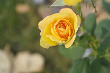 Beautiful yellow rose flower closeup in garden, A very beautiful rose flower bloomed on the rose tree, Rose flower, bloom flowers, Natural spring flower, Nature floral background,