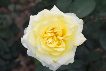 Beautiful white yellow rose flower closeup in garden, A very beautiful white yellow rose flower bloomed on the rose tree, Rose flower closeup, bloom flowers, Natural spring flower floral background