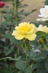 Beautiful yellow rose flower closeup in garden, A very beautiful rose flower bloomed on the rose tree, Rose flower, bloom flowers, Natural spring flower, Nature floral background,