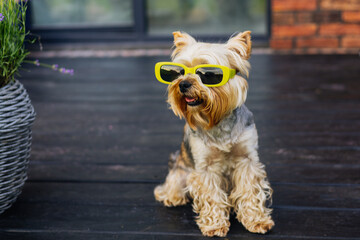 A Yorkshire Terrier with stylish green yellow sunglasses poses for a fun portrait outdoors, looking cute and happy. A Yorkie doggy sits outdoors on a home terrace, wearing yellow sunglasses Funny look