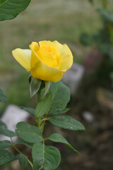 Beautiful yellow rose flower closeup in garden, A very beautiful rose flower bloomed on the rose tree, Rose flower, bloom flowers, Natural spring flower, Nature floral background,