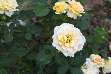 Beautiful white yellow rose flower closeup in garden, A very beautiful white yellow rose flower bloomed on the rose tree, Rose flower closeup, bloom flowers, Natural spring flower floral background