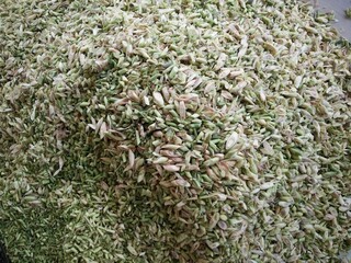 Freshly Sliced Lemongrass Pile, Traditional Thai Herb Ingredient for Cooking and Tea