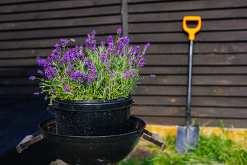 A beautiful arrangement of purple lavender plants in a pot, ready for gardening. A vibrant display...