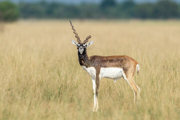wild male blackbuck or antilope cervicapra or indian antelope Blackbuck National Park Velavadar bhavnagar gujrat india asia blackbuck with broken horn closeup or portrait in natural green background
