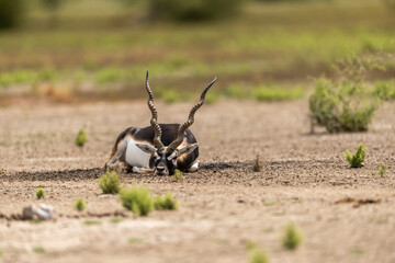 wild male blackbuck or antilope cervicapra or indian antelope at Blackbuck National Park Velavadar bhavnagar gujrat india asia blackbuck closeup or portrait lying on ground in natural green background