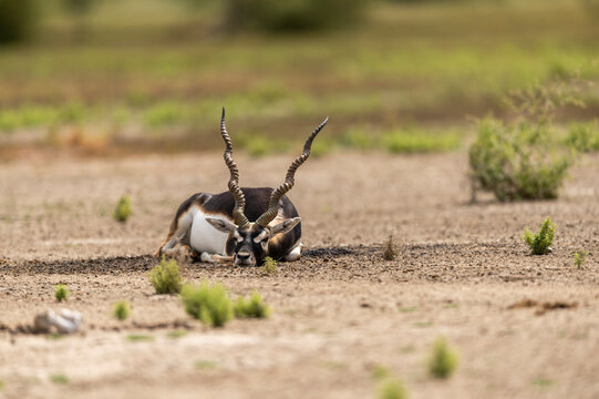 wild male blackbuck or antilope cervicapra or indian antelope at Blackbuck National Park Velavadar bhavnagar gujrat india asia blackbuck closeup or portrait lying on ground in natural green background