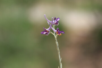 Delphinium peregrinum, also commonly known as violet larkspur, is a Eurasian flowering plant, belonging to the genus Delphinium	