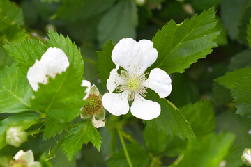 Blackberry flowers blooming in the garden, Beautiful in spring bloom garden. Blackberry bush with white flowers, Blossoming blackberry bush and bee, sunny spring day, Chakwal, Punjab, Pakistan