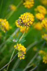 Wildflower Brushstrokes