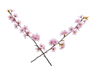 Two crossed cherry blossom branches with pink flowers isolated on transparent background