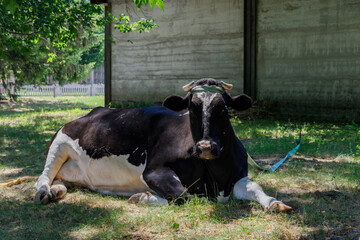 A Relaxed Black and White Cow Enjoying the Shade Beneath a Tree in a Picturesque Farm Setting, Evoking a Peaceful Rural Atmosphere